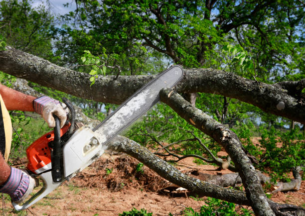 Best Arborist Services Near Me  in Bridgewater Center, NJ